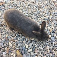 خرگوش جرسی نروماده بالغ وخوشگل