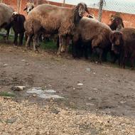 نر 4ساله درجه یک فروشی