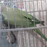 طوطی ملنگو نر دستی نیست پر صاف دم بلند مناسب جفت