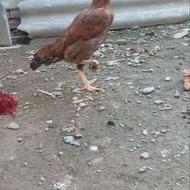 مرغ لاری گردن شکن