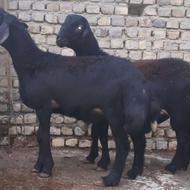 بره قوچ قره قزل لخت