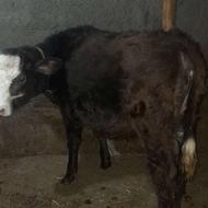 2عدد گوساله ماده