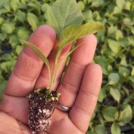 نشا بادمجون کلش