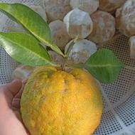 آب نارنج امساله