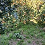 پرتقال خونی