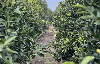 9000متر باغ در روستای جره سر جاده دریا