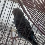 فروش مرغ عشق ماده با قفس