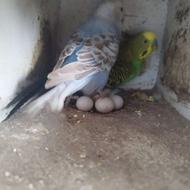یک جفت مرغ عشق بالغ و کار داده،لونه و قفس