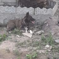 واگذاری سگ مالینویز بلژیک