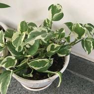 گل رونده ارتشی با گلدون