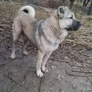 واگذاری سگ گله خیلی خوش کل