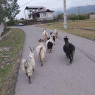 بز با بزبچه