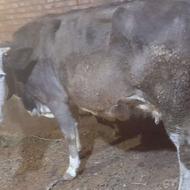 گاو 25روزمانده به زایمان