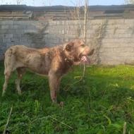 نرپژدرسه ساله واگذار