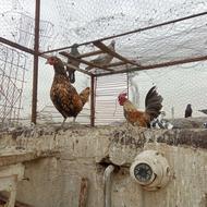 مرغ و خروس زینتی