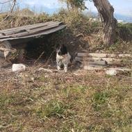 سگ قدرجونی 2سالع واگذار