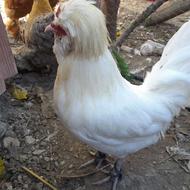 فروش مرغ سلطان