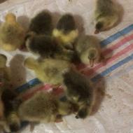 جوجه غاز سالم و سرحال