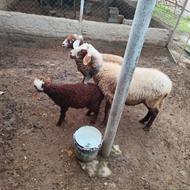 گوسفند مادر و بره