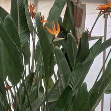 35گلدان پرنده بهشتی