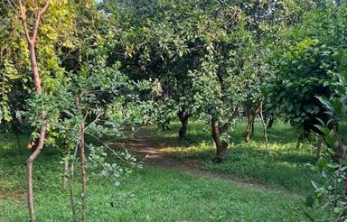 فروش فوری باغ در باغ شهر ارطه