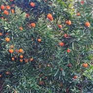 خریدارپرتقال تامسون