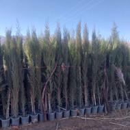 سرو شیراز گلدونی