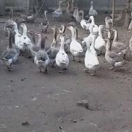 غاز بالغ و جوجه غاز و کشتاری