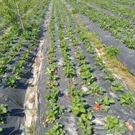 خدمات باغبانی و نگهداری فضای سبز