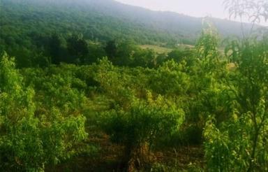 فروش زمین با چشم انداز بسیار زیبا و نزدیک به بافت و جنگل