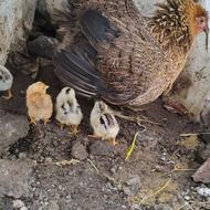 مرغ کرچ با 6تا جوجه