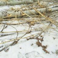 خریدارانواعچوب