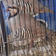 نر و ماده مولد کبک رام وبخون