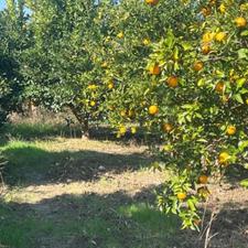 زمین کشاورزی دارای برق