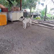 واگذارس سگ محلی نگهبان گیرنده