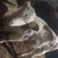 فروش ماده گوساله سیمینتال