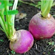 فروش شلغم و ترب سفید ارگانیک بشرط