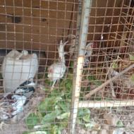 خفروش خروس زینتی و گوشتی