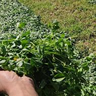 یونجه خالص فقط برگ