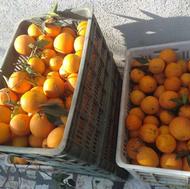 پرتقال تامسون