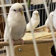 مرغ عشق انگیلیسی سفید