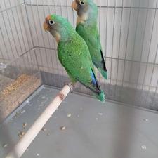 کوتوله برزیلی فیشر