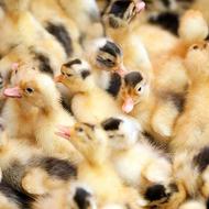 فروش فوق‌العاده جوجه اردک گوشتی درجه‌یک