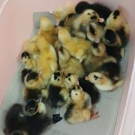 فروش جوجه اردک دورگه محلی