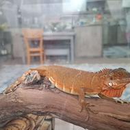 ایگوانا Iguana