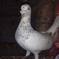 دوبر چیل قدیم