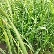 سبزی درجه یک