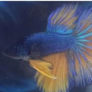 ماهی فایتر وارداتی ( دراگون بتا )