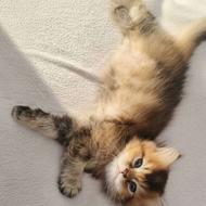 گربه بریتیش ny25 لانگ هیر (انگل تراپی شده و پدر مادر وارداتی