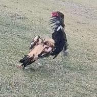 خروس لاری افغان..ترک